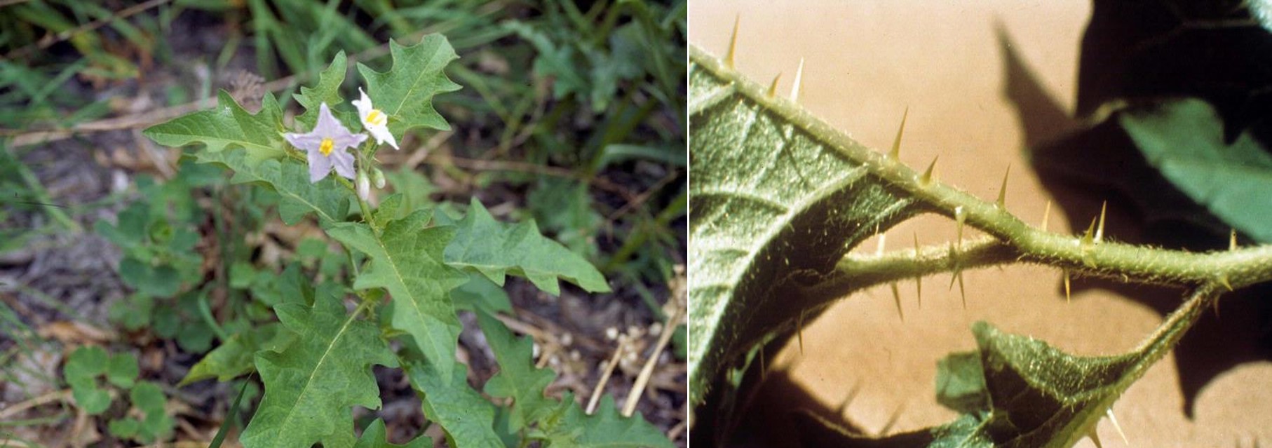 Horsenettle plant (left) and spines on petioles (right). 